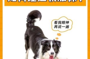 边牧狗的原始工作性、思考方式和行为动作解析（一窥边牧狗的天赋和独特特质，洞察其工作本能与智慧表现）