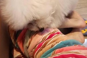 狗狗的性成熟期及射精时间（了解狗狗性成熟的关键时期和射精时间）