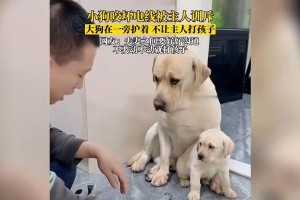 大狗为何会咬小狗？（探究家庭不同养狗方式对狗之间关系的影响）
