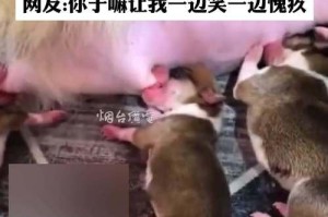 小奶狗的饮食健康（宠物主人必读的关于小奶狗饮食的指南）