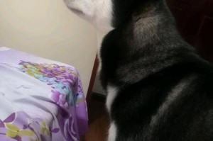 探究泰迪狗为何喜欢咬裤腿（解析泰迪狗的咬裤腿行为及原因）