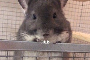 龙猫便便的颜色揭示健康状况（探秘龙猫便便的各种颜色与健康关联）
