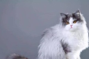 探寻世界上最昂贵的猫品种（揭秘奢华猫咪界的顶级玩物）