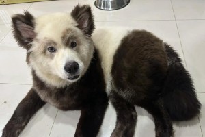探讨以和熊类型的狗的特点与饲养之道（了解与宠养以和熊类型的狗，让你与它们共度美好时光）
