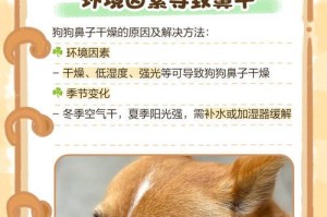 狗狗鼻子为何湿润？解密干燥鼻子的原因及处理方法