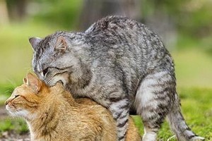 猫咪交配的重要事项（了解猫咪交配的关键信息及注意事项）