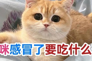 猫嗓子哑了怎么办？药物治疗与护理方法（猫嗓子哑了吃什么药？猫嗓子哑了的原因和治疗方法）