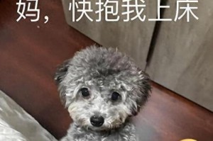 泰迪喜欢躺地上的原因（探究泰迪喜欢躺地上的心理和行为）