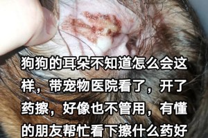 狗咽喉发炎的症状及预防措施（了解狗咽喉发炎的表现和如何保护你的宠物）