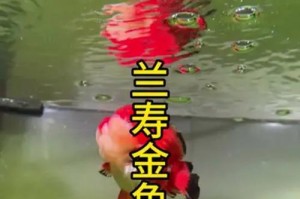 金鱼饲养技巧与疾病防治（打造最佳金鱼养殖环境，预防常见疾病发生）