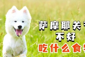 以萨摩耶最喜欢吃什么食物？（探寻萨摩耶的味蕾喜好与食物偏好）