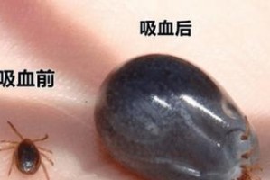 狗狗蜱虫传播的疾病及预防措施（宠物蜱虫如何影响宠物健康和人类安全）