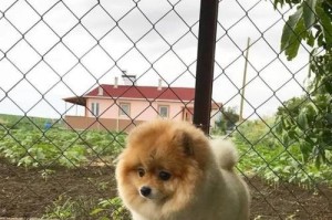 以尖嘴博美为主题的狗狗品种详细介绍（了解尖嘴博美的外貌、性格和特点）