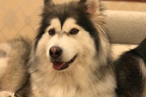 以撕家什么时候怀孕？（探讨女性身体状况与受孕时机，了解生育计划的重要性）