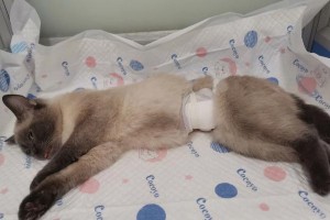 小猫绝育（关爱宠物健康，让小猫更快乐）