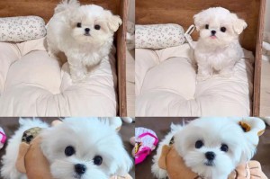马尔济斯犬（了解这个迷人的犬种，探寻其优势与不足）