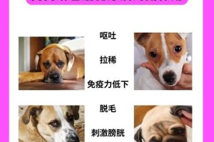 狗狗淋巴炎的康复时间及治疗方法（淋巴炎康复时间长短取决于治疗方法选择）