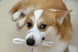 为什么狗喜欢咬东西？（探索狗咬东西的原因及解决方法）