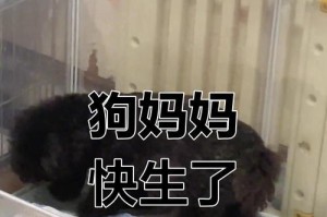 泰迪繁殖周期与第二胎间隔时间的研究（了解泰迪繁殖周期，揭秘第二胎间隔时间之谜）