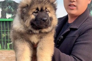 饲养高加索犬（了解高加索犬的特点和饲养注意事项，为您和家人的安全保驾护航）