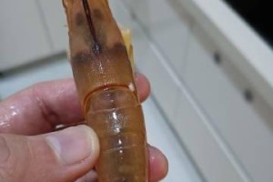 狗仔鲸的饲养与喂养方法详解（了解狗仔鲸的饮食需求，建立适宜的饲养环境）