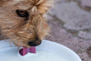 以泰迪幼犬喝什么酸奶最好？（选择适宜的酸奶对泰迪幼犬的健康至关重要！）