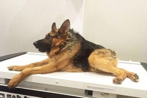 狗狗犬颈椎不好的征兆及应对措施（宠物犬颈椎问题的临床表现和保健方法）