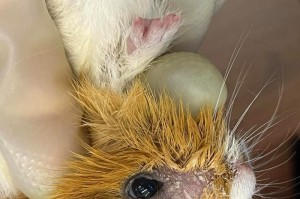 荷兰猪的多功能用途（探索荷兰猪的价值和应用领域）