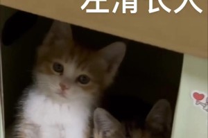 小猫长大需要多长时间？（探究小猫成长的时间和关键因素）
