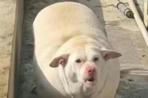 白色狗的美丽与纯洁（以白色的狗为主题的名字与特点）