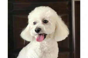 泰迪犬断尾的原因及影响（探讨为什么泰迪犬需要断尾，对犬只及社会的影响）