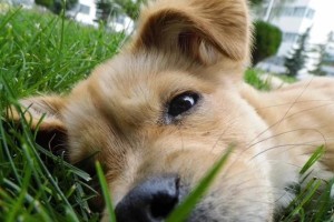 狗贫血症状及治疗方法（探究狗贫血的症状和有效治疗方式）