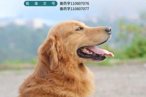 宠物驱虫频率与健康保障（宠物体内驱虫的重要性与最佳实践）