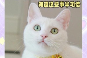 如何照顾幼猫——新手铲屎官也能轻松养活！（从喂养到清洁，详解幼猫日常护理技巧）