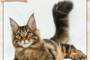 科学饲养缅因猫，让你的爱宠健康快乐（打造温馨家庭，关爱缅因猫的生活与成长）
