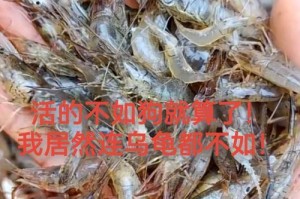 母龟的饮食习性与养护（揭秘母龟的食物偏好及饲养技巧）