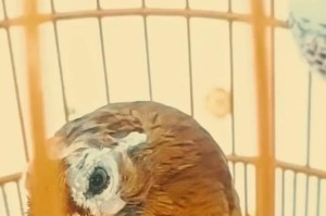 画眉鸟的叫声启示养鸟时间（探寻画眉鸟开叫时间的秘密，让你更懂得与它相处的时间）