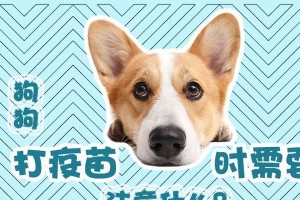 为何必须给狗子打疫苗？（打疫苗的重要性与费用分析）