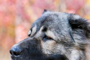如何挑选适合的高加索犬？（关键要点和指导策略）