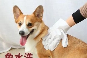 给你的狗狗洗澡的注意事项（保持你的狗狗干净和健康的关键）