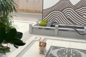 为什么蹲下狗就不咬？（探究蹲下姿势对狗咬人行为的影响）