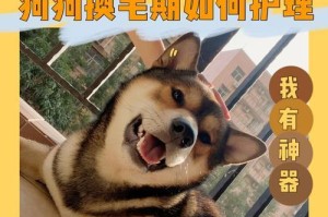 探讨狗狗瘙痒掉毛的药物治疗方案（帮助你的宠物恢复健康和舒适生活）