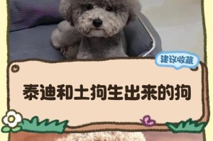 泰迪犬孕期及分娩周期剖析（了解泰迪犬孕期的关键时刻及重要知识点）