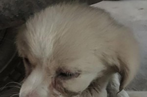 狗瘟神经症状能活多久？（探究狗瘟神经症状对犬只寿命的影响）