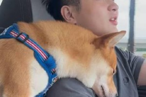 为什么狗狗喜欢粘人睡？（探究狗狗与人类共同睡眠的心理需求）