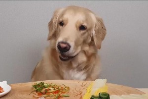 狗喜欢吃什么样的肉？（探索狗喜欢的肉种类及其营养需求）