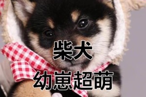 柴犬的优缺点详解（了解柴犬的优势和劣势，选择适合自己的宠物伙伴）