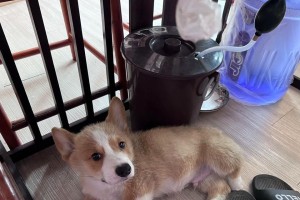 柯基腿长超出预期！（铲屎官大吃一惊，探秘背后的原因。）