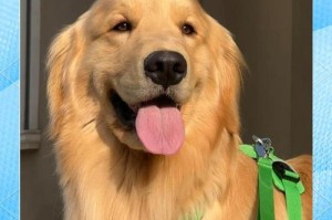 金毛犬的正确喂养方法（让你的金毛犬健康成长的秘诀）