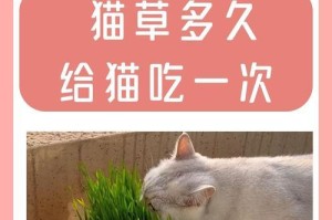 如何合理喂养幼猫？（喂食时间和频率的正确安排）